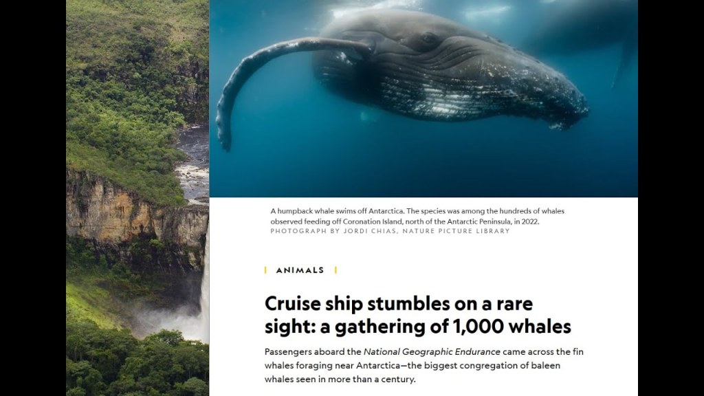 cruise ship 1000 whales - The National Geographic article - Cruise ship stumbles on a rare sight: a  gathering of , whales